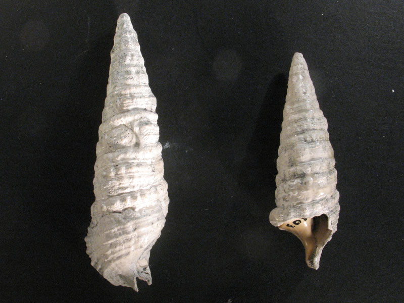 Cerithium crenatum (Brocchi, 1814) - Pliocene - Biellese